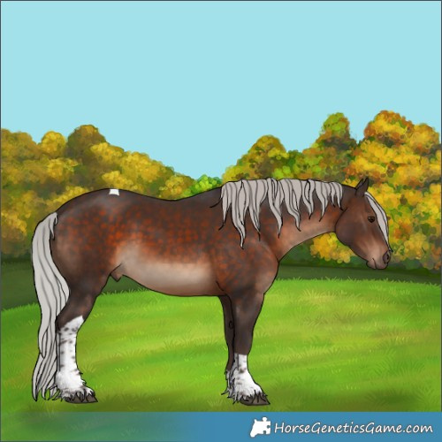 Horse Color:Silver Brown Tobiano 