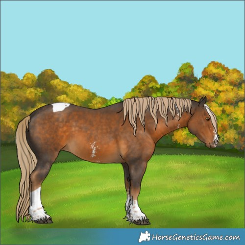 Horse Color:Chocolate Palomino Sabino Tobiano 