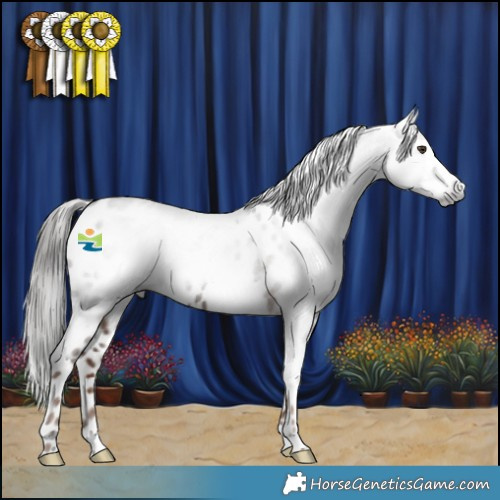 Horse Color:Gray Liver Chestnut Appaloosa 