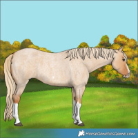 Horse Color:Red Dun Roan Splash Frame Rabicano 