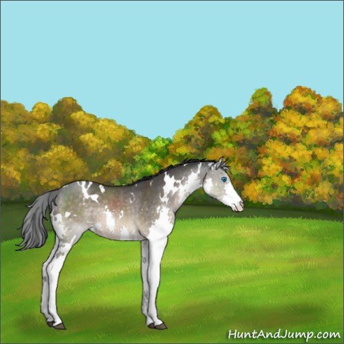 Horse Color:White Spotted Brown Dun Splash 