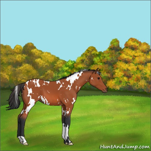 Horse Color:White Spotted Bay 