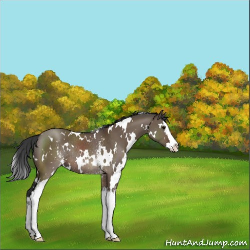Horse Color:White Spotted Brown Dun Splash Rabicano 