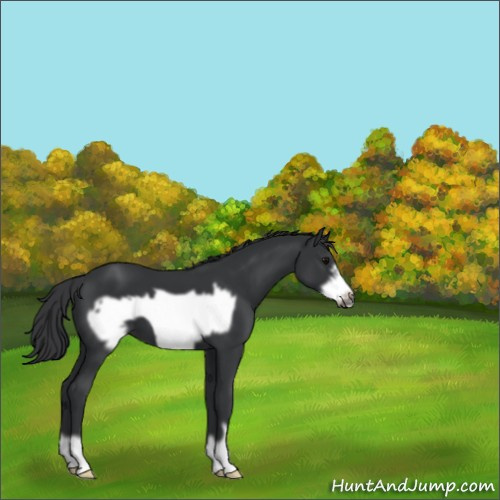 Horse Color:Black Frame 