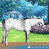 Horse Color:Gray Black  and Gray Black 