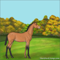 Horse Color:Unknown 
