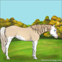 Horse Color:Red Dun Splash 