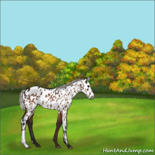 Horse Color:Gray Silver Bay Appaloosa 