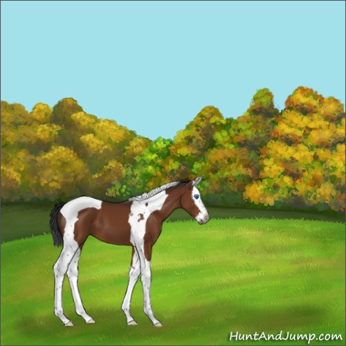 Horse Color:Gray Buckskin Splash Tobiano 