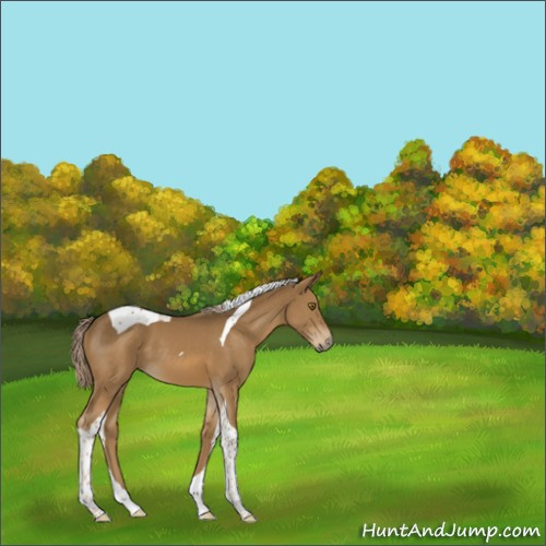 Horse Color:Chocolate Palomino Tobiano 