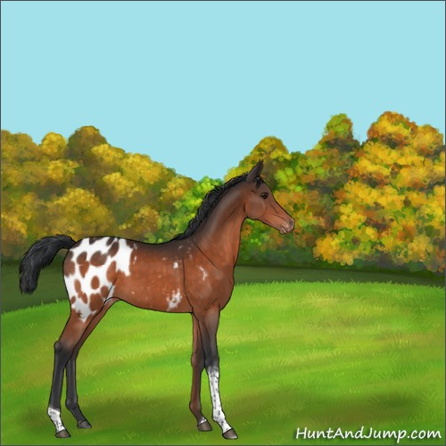 Horse Color:Brown Tobiano Appaloosa 