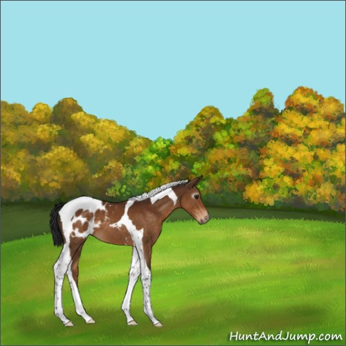 Horse Color:Gray Buckskin Tobiano Appaloosa 