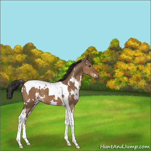 Horse Color:Gray White Spotted Liver Red Dun Tobiano 