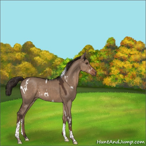 Horse Color:White Spotted Liver Red Dun Tobiano 