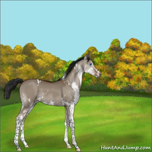 Horse Color:Gray White Spotted Brown Dun Splash Tobiano 