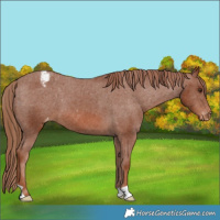 Horse Color:Chestnut Appaloosa 