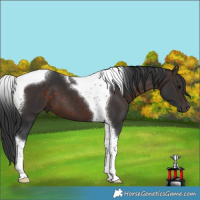 Horse Color:Brown Tobiano 