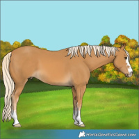 Horse Color:Palomino 