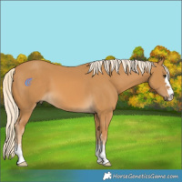 Horse Color:Palomino 