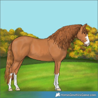 Horse Color:Chestnut 