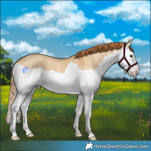 Horse Color:Red Dun Splash 