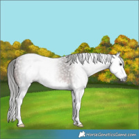 Horse Color:Gray Bay Splash 