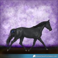 Horse Color:Black and Black