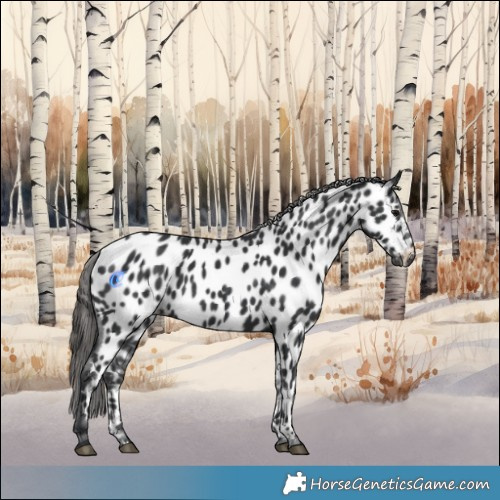 Horse Color:Black Appaloosa