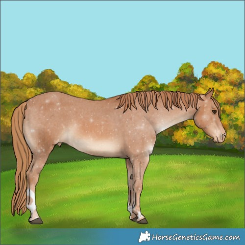 Horse Color:Chestnut Tobiano Appaloosa