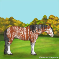 Horse Color:Bay Sabino Rabicano  and Bay Sabino Rabicano 