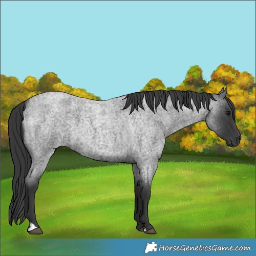 Horse Color:Blue Roan 