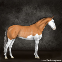Horse Color:Buckskin Splash Rabicano 