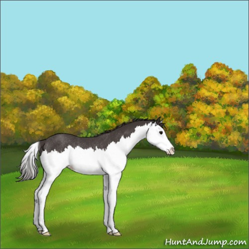 Horse Color:Smoky Black Sabino Splash Rabicano 