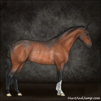 Horse Color:Brown Roan Rabicano