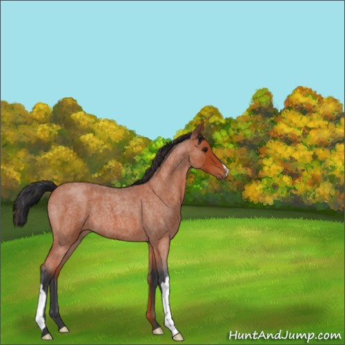 Horse Color:Brown Roan 