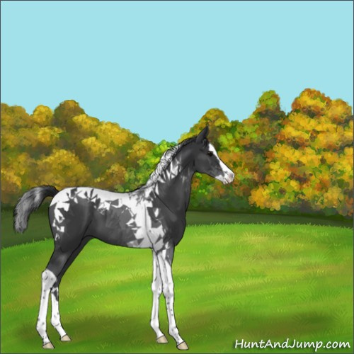 Horse Color:Black Splash Tobiano 