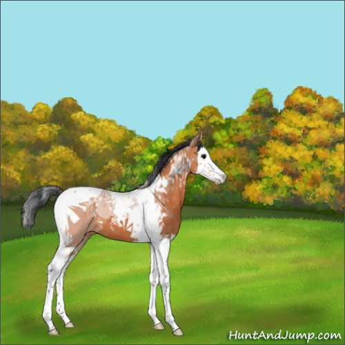 Horse Color:Bay Splash Tobiano 