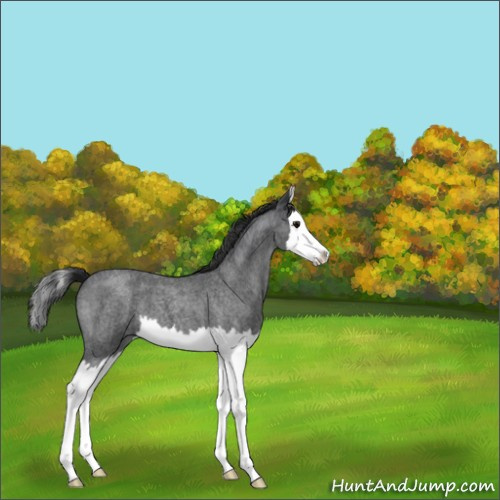 Horse Color:Blue Roan Splash 