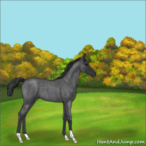 Horse Color:Blue Roan 