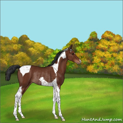 Horse Color:Bay Tobiano Rabicano 