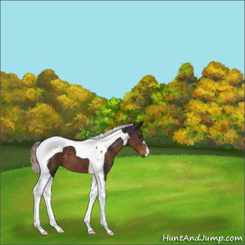 Horse Color:Liver Chestnut Tobiano 