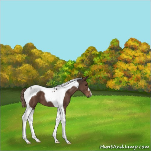 Horse Color:Liver Chestnut Tobiano 