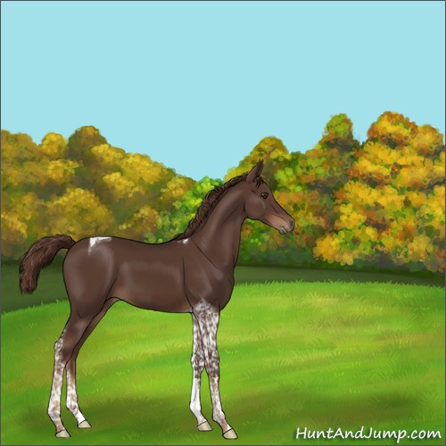 Horse Color:Liver Chestnut Tobiano 