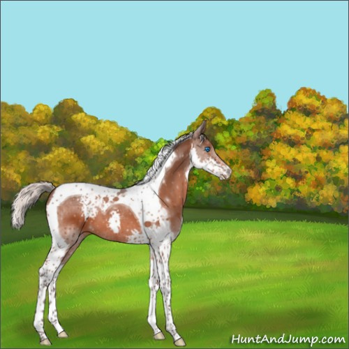 Horse Color:Silver Brown Splash Tobiano 