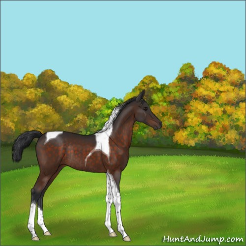 Horse Color:Brown Tobiano Rabicano 