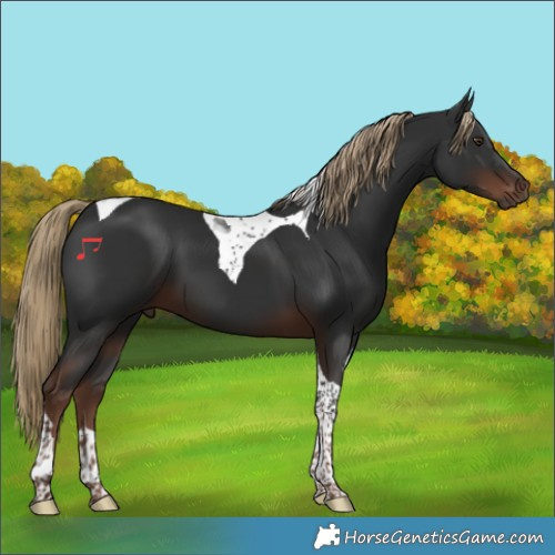 Horse Color:Liver Chestnut Tobiano 