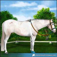 Horse Color:Bay Splash Tobiano Appaloosa  and Bay Splash Tobiano Appaloosa