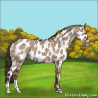 Horse Color:Liver Red Dun Appaloosa Brindle