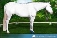 Horse Color:Bay Dun Sabino Splash Tobiano Snowcap 