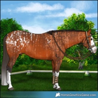 Horse Color:Bay Sabino Appaloosa and Bay Sabino Splash